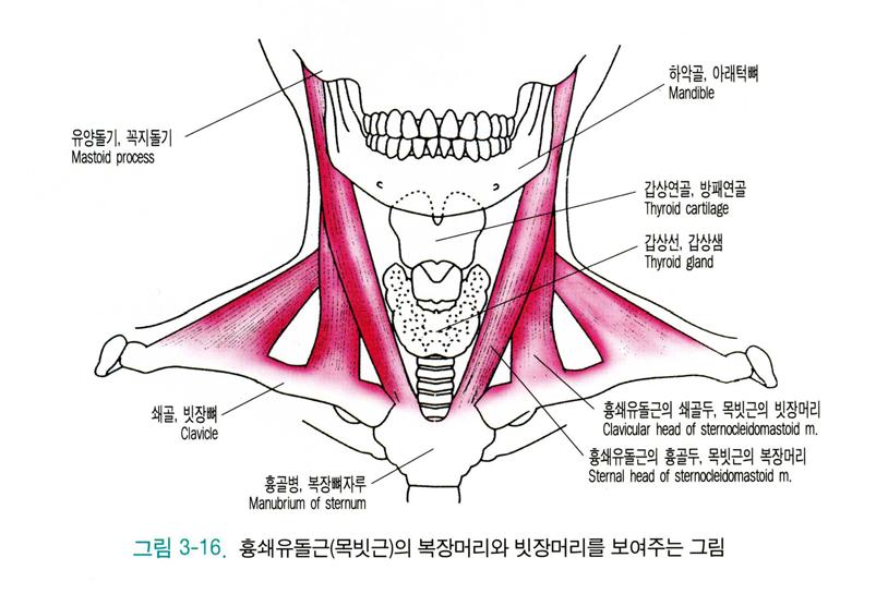 바깥쪽목근육 Lateral cervical muscle 목빗근 (