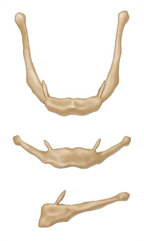 목뿔, 설골 (hyoid