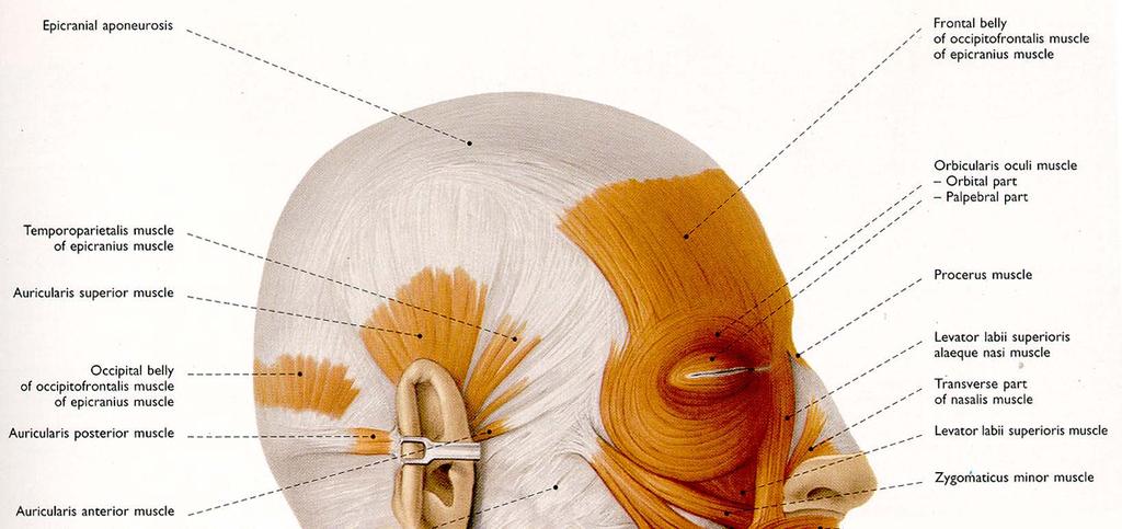 3rd layer of SCALP 머리덮개의근육 두개표근 ( 머리덮개근, epicranius m,) 후두전두근 ( 뒤통수이마근, (occipito-frontalis m.