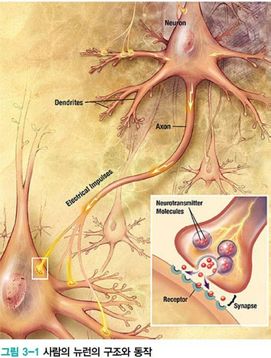 3.1.1 인공신경망과생물신경망 사람의뉴런 두뇌의가장작은정보처리단위 세포체는 cell body 간단한연산, 수상돌기는 dendrite