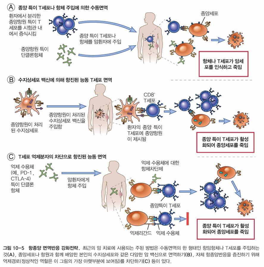 암치료를위한면역학적접근 면역요법은종양항원특이성높음 수동면역 (passive immunization): 항종양작동체 ( 항체및 T 세포 ) 를환자에게제공 능동면역 (active