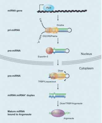 AccuTarget mirnas Overview MicroRNA (mirna) 는 21~25 nucleotide (nt) 의 small non-coding RNA 분자로서진핵생물의유전자발현을제어하는조절물질입니다.