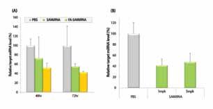 (A) 종양이이식된 mouse 모델에미정맥으로 PBS와 SAMiRNA, 종양표적물질인엽산 (FA, folic acid) 이결합된 SAMiRNA TM 나노입자를 5 mg/kg으로단회투여한뒤, 표시된시간이경과하였을때종양조직을채취하여조직안의
