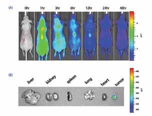 (B) 종양이이식된 mouse 모델에미정맥으로 PBS와 SAMiRNA TM 를 1 mg/kg 또는 5 mg/kg으로단회투여한뒤, 70 시간이경과하였을때종양조직을채취하여조직안의 target 유전자인 survivin의 mrna의양을