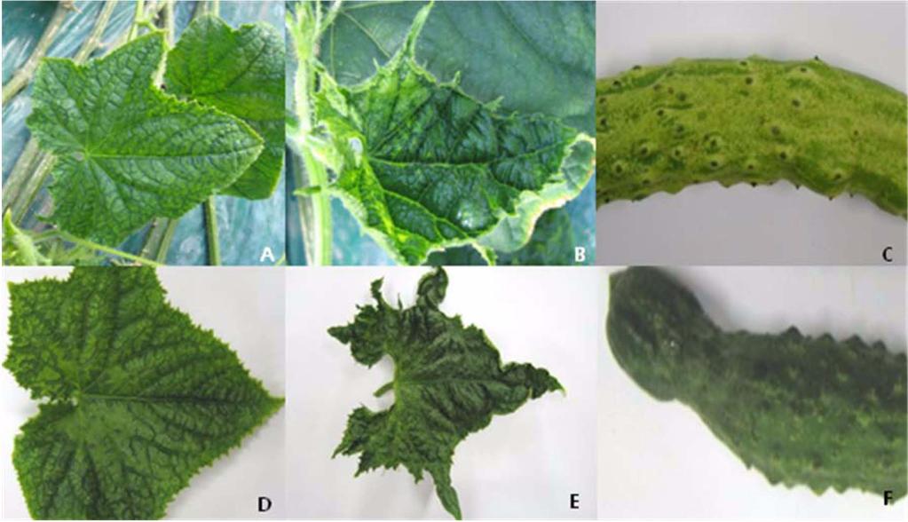 200 조점덕 이중환 고숙주 최홍수 이수헌 최국선 김정수 Fig. 1. Symptoms induced by CGMMV single infection on cucumber cultivar of Chicheong at Gurye (A, B, D, E) and Dadagi at Sangju (C).