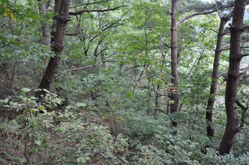 1968; Tüxen, 1972) 산림의 울타리로서 산림 내에 측광과 바람의 유입을 차단하여 산림 식생의 보호와 보전에 기능적 역할을 한다(Jakucs,