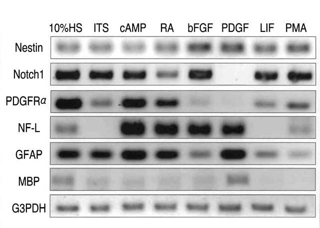 대한척추외과학회지 Vol. 13, No. 4, 2006 GFAP 는 B2A1 세포의 14.7~16.4% 에서발현되었고, 10% HS, ITS, RA, bfgf, LIF 를함유하는배지에서는 4.1~6.9% 에서발현되었다 (P<0.01). GFAP 에대한면역양성반응은 PMA 를함유하는배지에서는 B2A1 세포가 2.2% 에서보였다 (Fig. 2C).