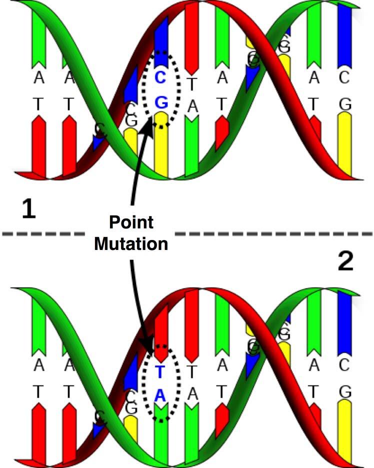 유전변이의출처 (Origin of Genetic Variation) 유전변이는 생물의 DNA 에일어난변화를말하는돌연변이 (mutation) 와 감수분열과정에서대립유전자의재조합 (recombination) 이일어나는유성생식에기인