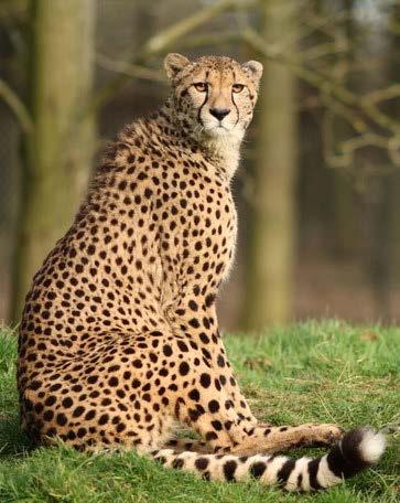 Loss of Genetic Diversity in Cheetahs Cheetahs have little genetic variation in their gene pool This can probably be attributed