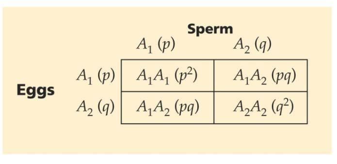 하디 - 바인베르크법칙 (Hardy-Weinberg principle) 어떠한개체군이하나의유전자에서 2 alleles 를나타낸다고가정하면 : A 1 (p), A 2 (q) 다음세대 genotype frequencies: f(a