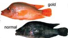 Practice Question 2. 마이다스시클리드물고기 (Amphilophus citrinellus) 는몸이붉은색과어두운색을갖는두가지형태가공존한다. 이형질은멘델의유전법칙을따르는, 즉하나의유전자 (a single gene) 에의해서조절된다.