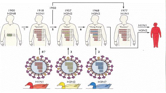 그림 8. 1918 년부터 1997 년까지의조류인플루엔자바이러스의 gene pool 의이동에의한 인체인플루엔자바이러스의 pandemic 발생도표 나. 국내.