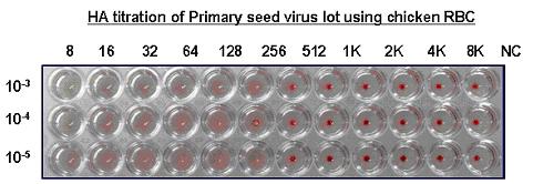 상기의과정을거쳐제조된 Primary virus seed lot 를 HA titration 방법을통하여정량 하였으며아래와같은약 2 8 HA titer 를나타내었다 ( 그림 18)