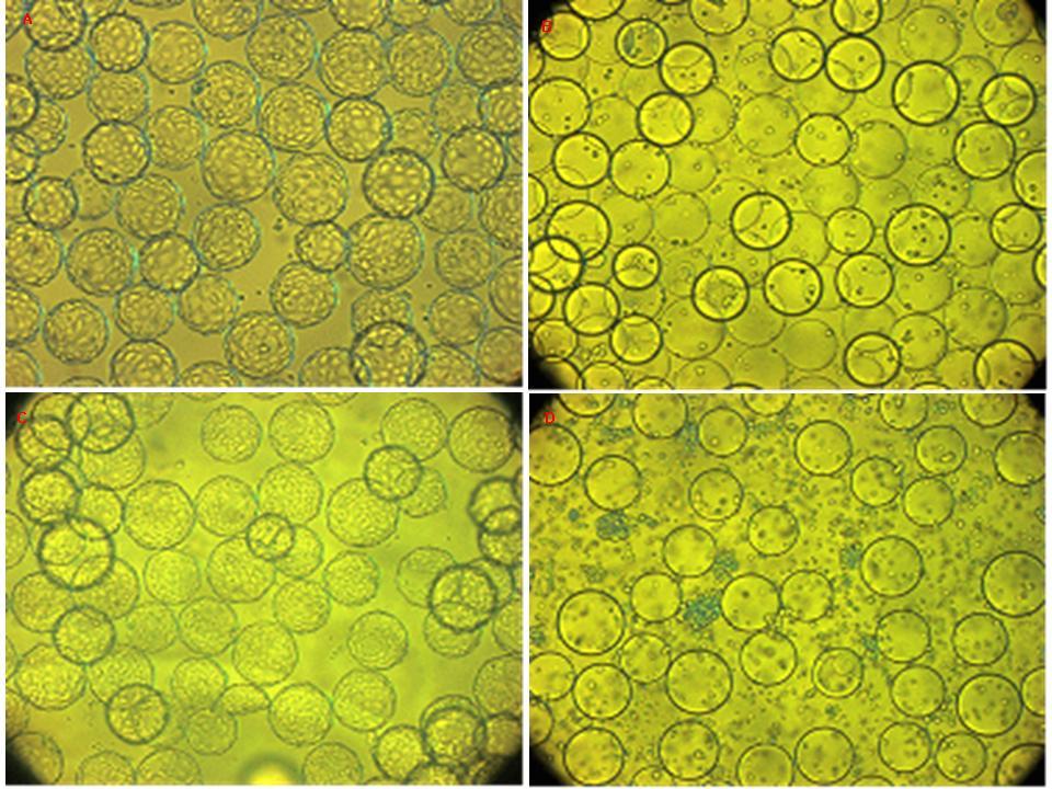 그림 23. Cell growth and viability of MDCK and VERO cell line growing on cytodex-1. 그림 24.