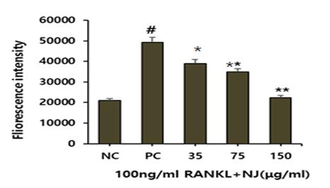 Pit formation control (PC): receptor activator of nuclear factor kappa B ligand (RANKL) (100 ng/ml). 35: RANKL (100 ng/ml)+ 35 μg/ml of NJ. 75: RANKL (100 ng/ml)+75 μg/ml of NJ.