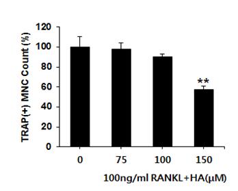 7 cells were cultured with 35 μg/ml, 75 μg/ml, 100 μg/ml and 150 μg/ml concentration of HA in the presence of 100 ng/ml RANKL.