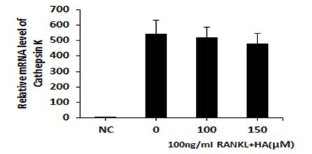 Effects of Pyrola japonica extract (NJ) on the expression of cathepsin K in receptor activator of nuclear factor kappa B ligand (RANKL) stimulated Osteoclast.