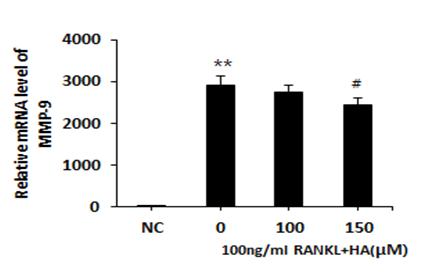 4) NFATc1 발현에미치는영향 NFATc1는파구전골세포에서파골세포로분화를촉진하는단백질로신호전달과정은 RANKL/receptor activator of nuclear factor kappa (RANK) 복합체가형성되면서시작되어 tumor necrosis factor receptor-associated factor (TRAF) 가활성화되고