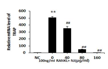 등이포함되어있다. 본연구에서는신호전달과정의일부인 NFATc1의발현에 NJ 및 HA가미치는영향을측정하였다. 실험결과 NJ는모든군에서, HA 는 150 μg/ml 농도처리시에서, RANKL 처리된파골세포분화과정에서증가하는 NFATc1 의발현을유의성있게억제하였다 (Fig. Fig. 8.