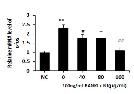 박정식 임형호 11, 12). 5) c-fos 발현에미치는영향 RANKL은 Rac1을통해서 c-fos 발현을촉진하고그결과 prostaglandine2 (PGE2) 발현이증가한다. Cyclooxygenase-2 (COX-2) 가활성화되면생성된 PGE2 는 RANKL 과 RANK 의결합을방해하는 OPG 유리를조골세포로부터분리되는것을방해한다.