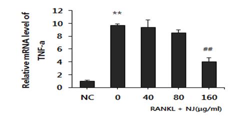 하는것으로알려져있다. 실험결과, NJ는 160 μg/ml 농도처리시분화한파골세포에서 RANKL 처리에의해증가한 TNF-α 발현을유의하게억제하였다 (Fig. 16). 8) Interleukin 6 (IL-6) 발현에미치는영향 IL-6는파골세포의 PGs 합성과정을촉진하는사이토카인으로알려져있다.