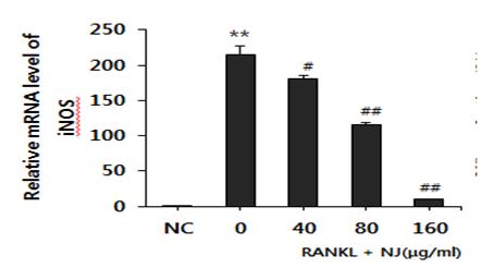 따라서 IL-6의발현증가는 PGE2 생성을증가시키는 COX-2 발현을촉진할수있어파골세포분화를촉진할수있다. 실험결과 NJ는모든농도군의분화한파골세포에서 RANKL 처리에의해증가한 IL-6 발현을유의하게억제하였다 (Fig. 17). 9) COX-2 발현에미치는영향 Fig. 15.