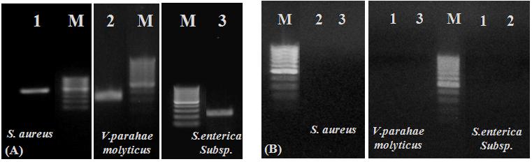 PCR 법을이용한 St. aureus, Sal. enterica subsp., V. parahaemolyticus 의다중동시검출 597 Table 2. Oligonucleotide primer sequences used in this study Strain Gene (PCR product size) Primer DNA sequence (5'3') Temp.