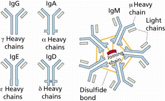 5) Heavy chain 50,000-70,000 달톤정도의당단백질 : 약 450-700 개의아미노산으로구성 다섯가지종류의 heavy chain (class, isotype) :