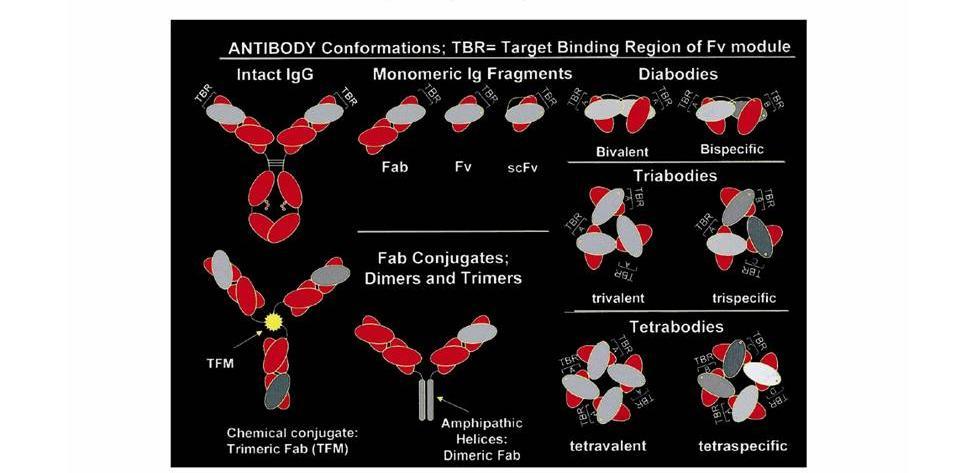 5-1) 항체공학 (antibody engineering) 생쥐하이브리도마세포에서항체의