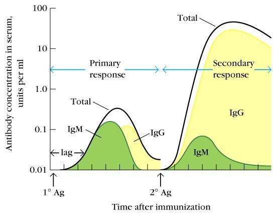 5-3) affinity maturation 항원이처음으로들어왔을때만들어진 IgM 급항체의항원친화력은높지않다.