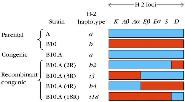 1-1) H-2 locus 에대한유전학적인연구 각종 inbred strain, recombinant strain 을활용하여특정한유전자자리를확인 : H-2
