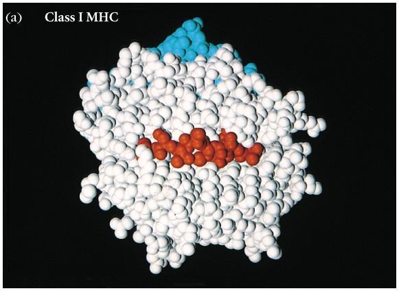 1-1) class I MHC 의 polymorphic region α chain 의