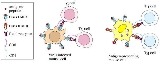 2) T cell 의종류 조력 T 림프구 (Helper T cell) 와조절 T 림프구 (regulatory T cell) :