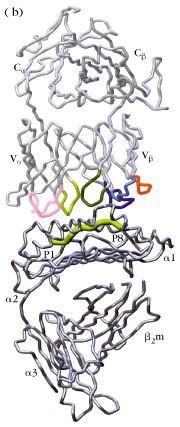 2-2) αβ T cell receptor 의입체구조 TCR 의 α 와 β chain 의 V region 의일부가 MHC 단백질의