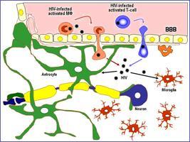 2) 보조세포 (accessory cells) 림프구의면역반응을도와줌 : 항원을보여줌 (antigen presentation) - 대식세포 (macrophage), dendritic