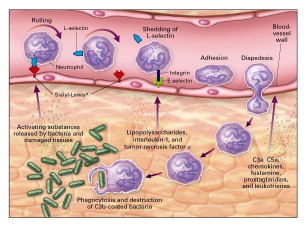 polymorphonuclear (PMN) leukocyte