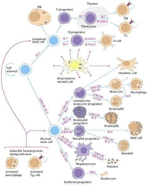 3) 골수 (bone marrow) 골수의수질 (red marrow) 에는스폰지상태의망상구조가존재 :