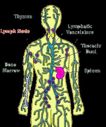 5) 임프절 (lymph node) 조직의임프관중간에위치