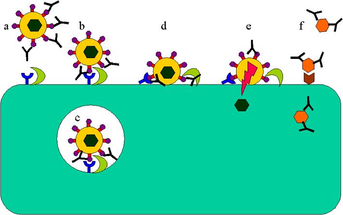 2) 항원 - 항체의결합 (antigen-antibody