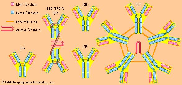 2) 다섯그룹의항체 항체의 class 또는 isotype : IgG,