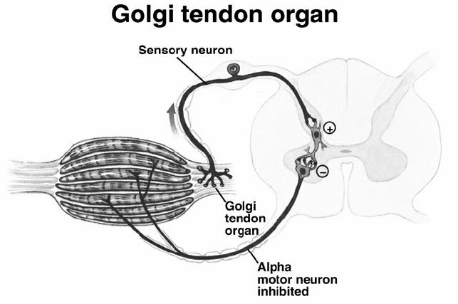 신장반사 14 PNF 이해를위한 2 가지신경생리학적현상 PNF 의기본원리 Autogenic inhibition GTO > Muscle spindle로이완 지나친신장에의해야기되는반사적수축으로부터부상예방 Reciprocal inhibition 주동근과길항근의관계