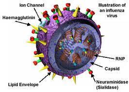 타미플루 단백질구조기반약물개발 Influenza A viruses are negative sense, single-stranded, segmented RNA viruses.