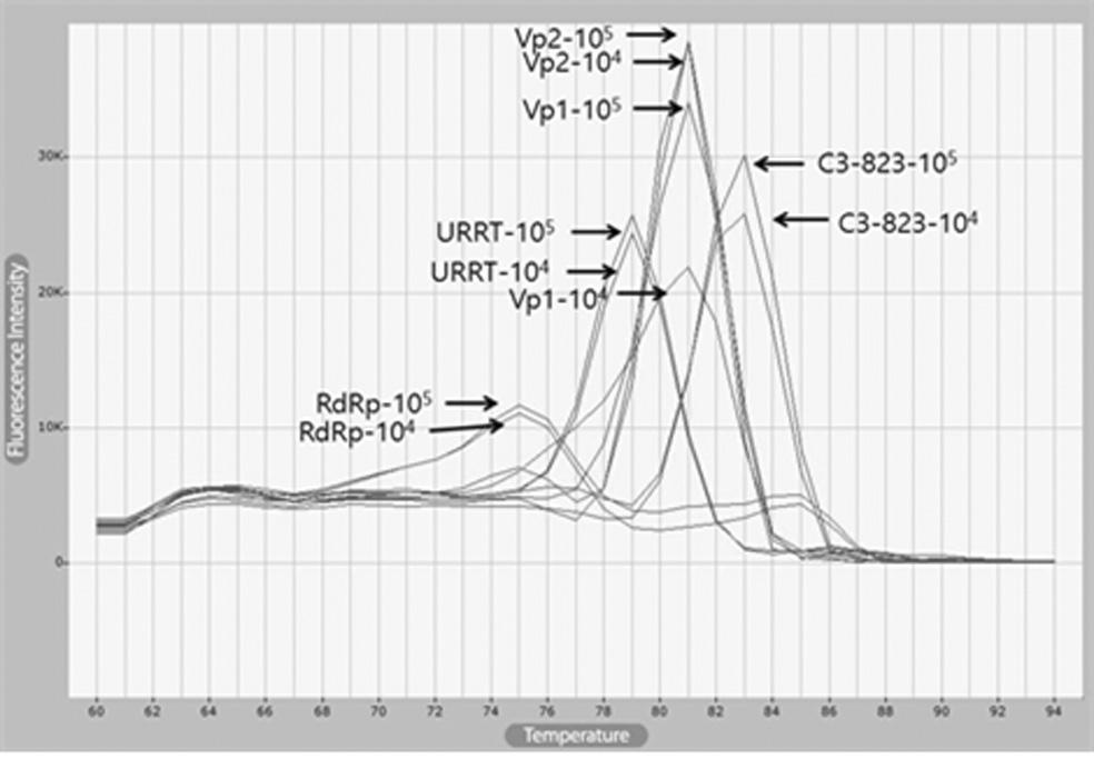 125 URRT-PCR 95 C 10 sec,, 95 C 2 sec, 1 sec, 60 C 5 sec, 4 sec, 3 sec 72 C PCR. URRT-PCR target DNA 2.49 10 7, 10 pmole ksbvvp2 primer 2x fast RT-PCR premix mix 6µl.