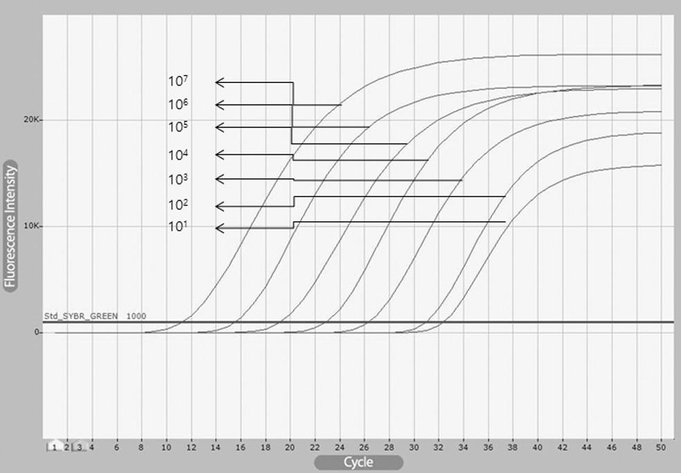 126 Fig. 3. Sensitivity test of ksbv-vp2 primer set using RT-PCR and standard curve. ksbv-vp2 primer set could detect until 10 1 molecules of target gene.