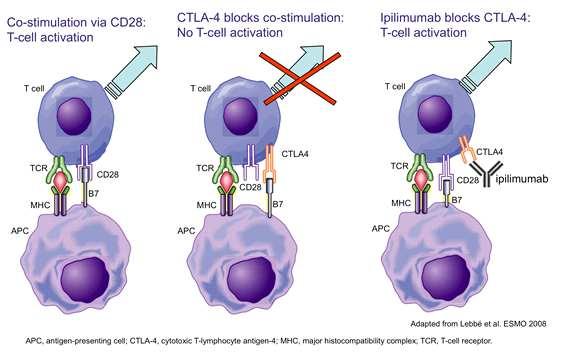net) CTLA-4(Cytotoxic T lymphocyte associated antigen-4) 억제제 CTLA-4 는 CD28과유사한구조를가지고있는항원으로 T 세포가가활성화되었을때일과성으로발현되는 T 세포활성항원의일종이다.