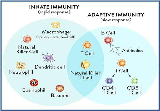 3/25 T cell 로도표현한다. 그림 1. Innate and Adaptive Immunity( 출처 : www.pintrest.co.kr) 만약외부에서침입자가체내로들어오면순찰 감시역할을하는수지상세포 (dendritic cell 혹은 antigen presenting cell) 는가장먼저항원을인식한후조력자 T 세포또는세포독성 T 세포를불러온다.