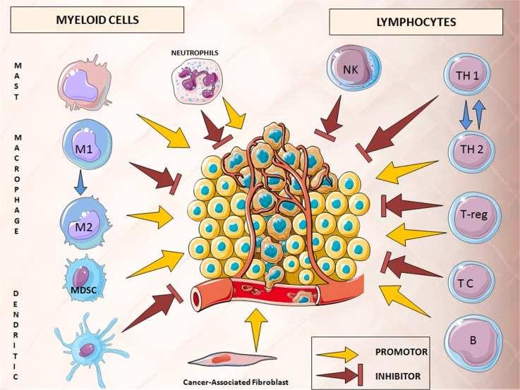 5/25 종양미세환경 (Tumor microenvironment, TME) 종양미세환경은암세포주위에혈관, 면역세포, 섬유아세포 (fibroblast), 골수유래염증세포 (bone marrow-derived inflammatory cells), 림프구, 신호전달분자그리도세포외기질 (extracellular matrix, ECM) 등이둘러싸여있는세포환경이다.