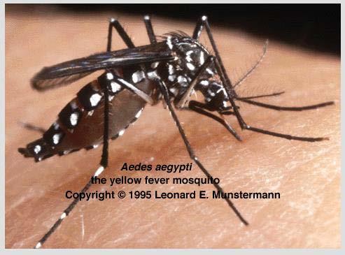 7) 뎅기열 (Dengue fever) 매개모기 -A.