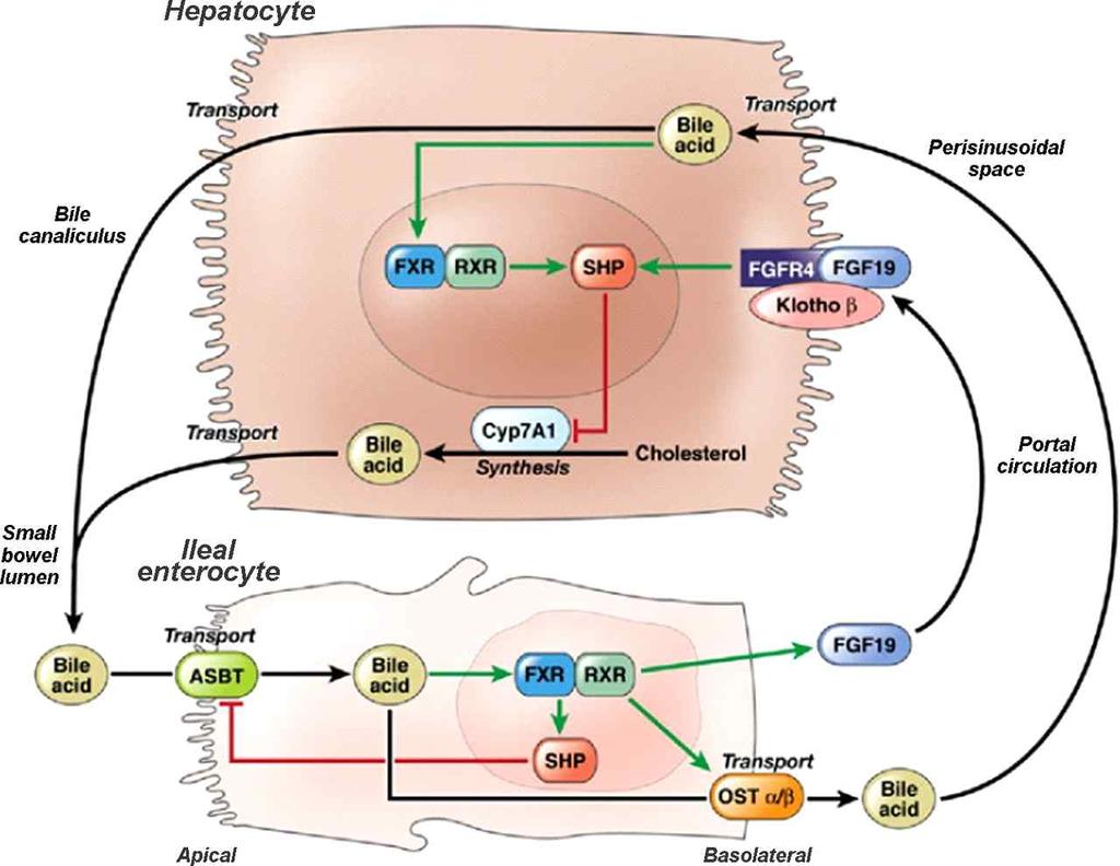 10/14 Homeostasis of Bile Acid ( 출처 : http://ajpgi.physiology.org/content/306/1/g13) 오칼리바는언제어떻게승인되었는가?