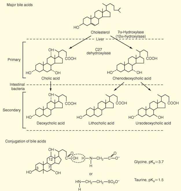 5/14 Bile Acid Synthesis 담즙의분비담즙은두단계를통해분비되는데, 초기분비는간세포 (hepatocyte)